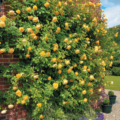 グラハム・トーマス裸苗 - Graham Thomas (Ausmas) - david-austin-roses-japan