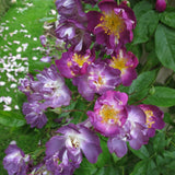 ファイルヘンフラウ裸苗 - Veilchenblau - david-austin-roses-japan
