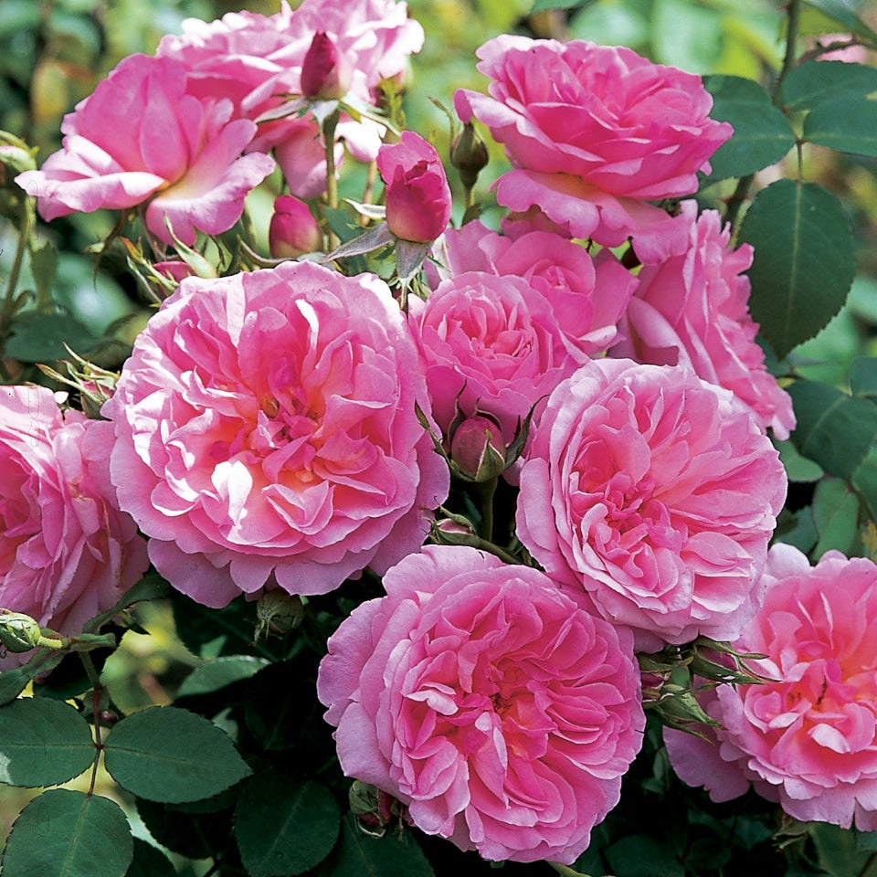 ハイド・ホール裸苗 - Hyde Hall (Ausbosky) – David Austin Roses Japan
