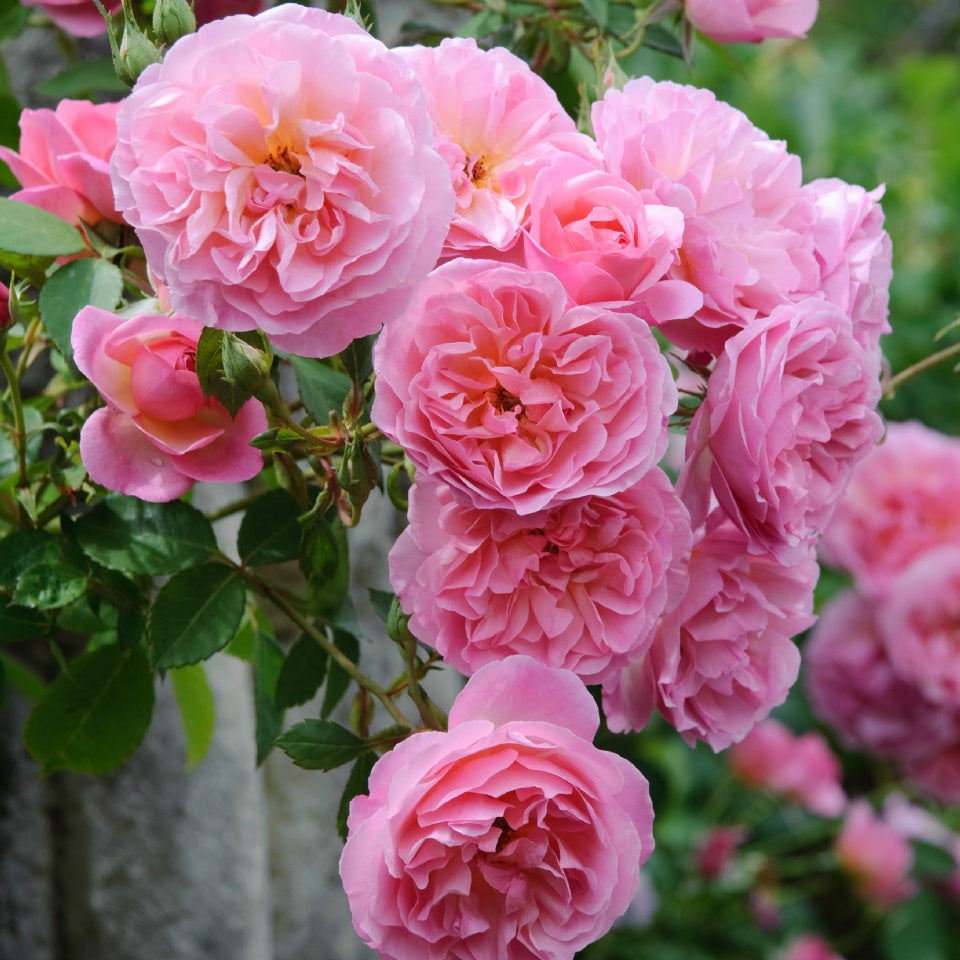 ハイド・ホール裸苗 - Hyde Hall (Ausbosky) - david-austin-roses-japan