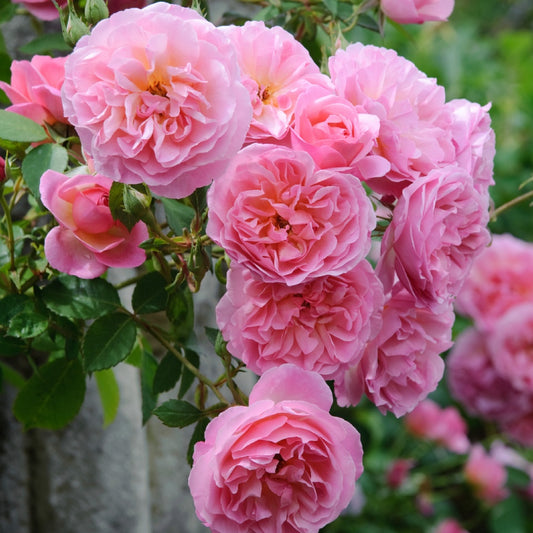 ハイド・ホール裸苗 - Hyde Hall (Ausbosky) - david-austin-roses-japan