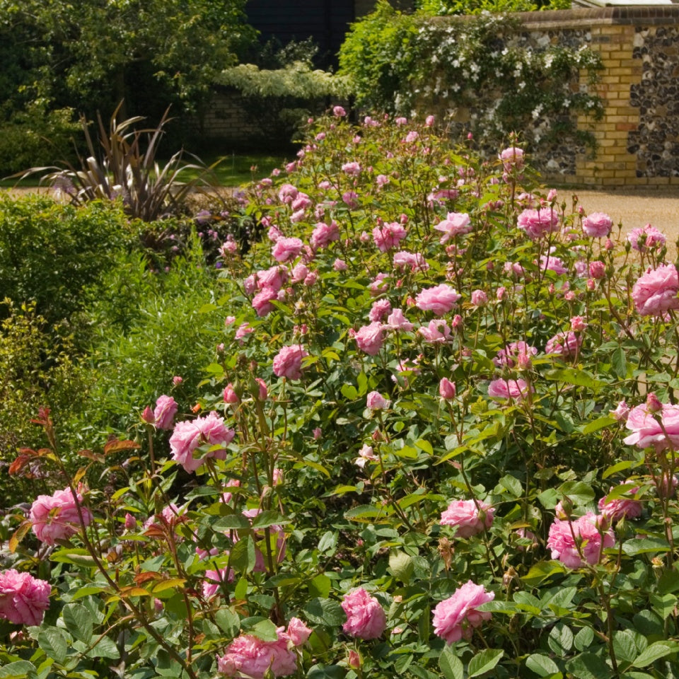 ハイド・ホール裸苗 - Hyde Hall (Ausbosky) - david-austin-roses-japan