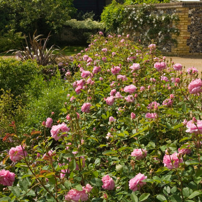 ハイド・ホール裸苗 - Hyde Hall (Ausbosky) - david-austin-roses-japan