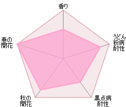 スキャボロー・フェア裸苗 - Scarborough Fair (Ausoran) - david-austin-roses-japan