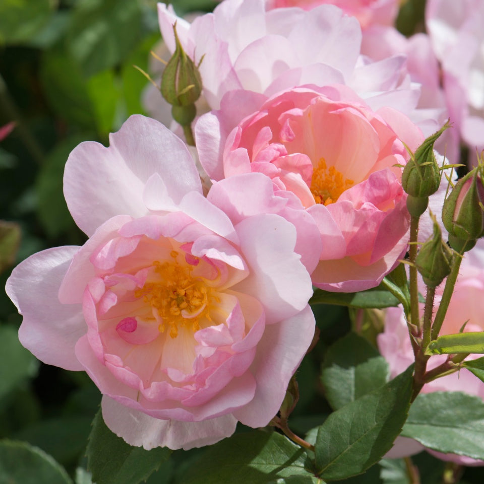 スキャボロー・フェア裸苗 - Scarborough Fair (Ausoran) - david-austin-roses-japan