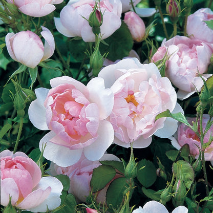 スキャボロー・フェア裸苗 - Scarborough Fair (Ausoran) - david-austin-roses-japan