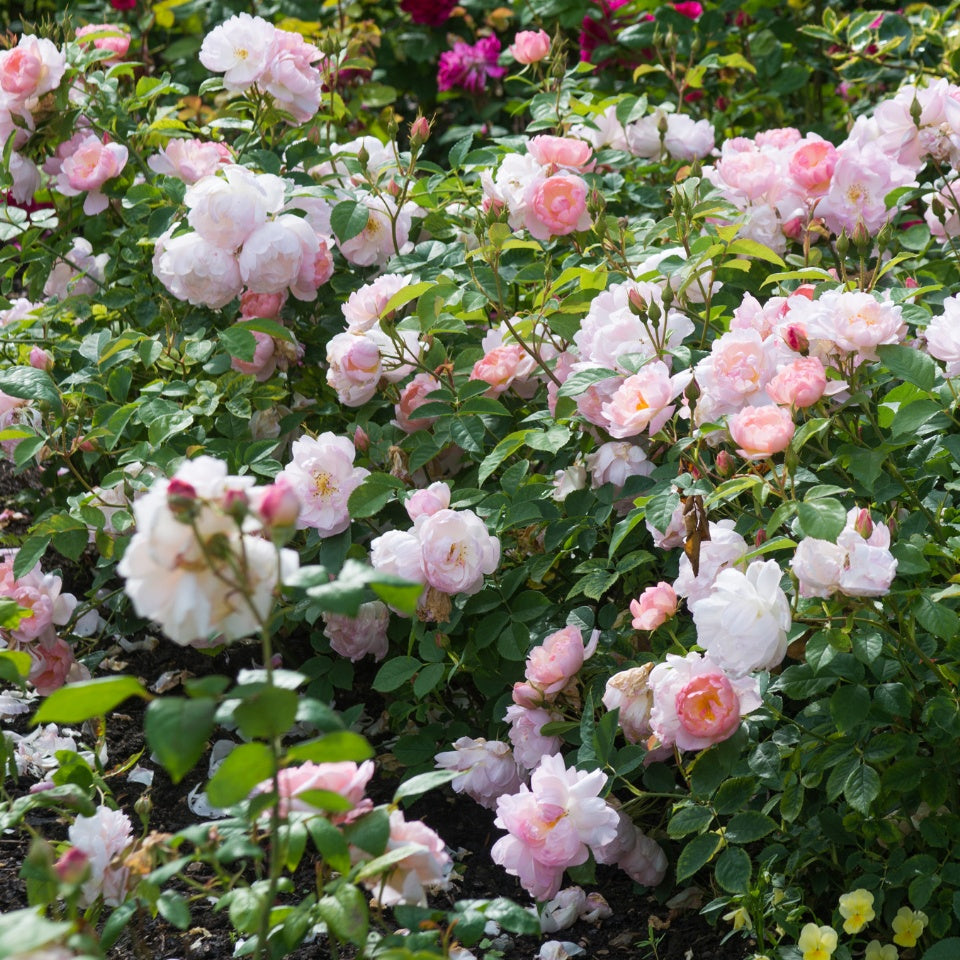 スキャボロー・フェア裸苗 - Scarborough Fair (Ausoran) – David