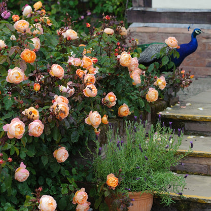 レディ・エマ・ハミルトン裸苗 - Lady Emma Hamilton (Ausbrother) - david-austin-roses-japan