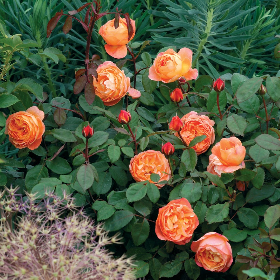 レディ・エマ・ハミルトン裸苗 - Lady Emma Hamilton (Ausbrother) - david-austin-roses-japan