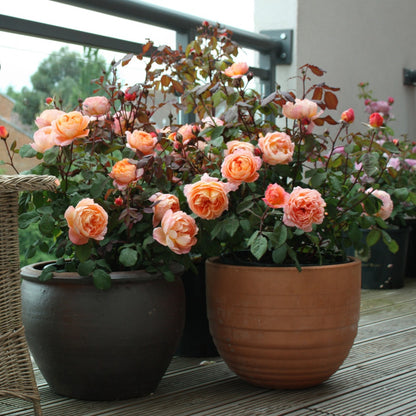 レディ・エマ・ハミルトン裸苗 - Lady Emma Hamilton (Ausbrother) - david-austin-roses-japan