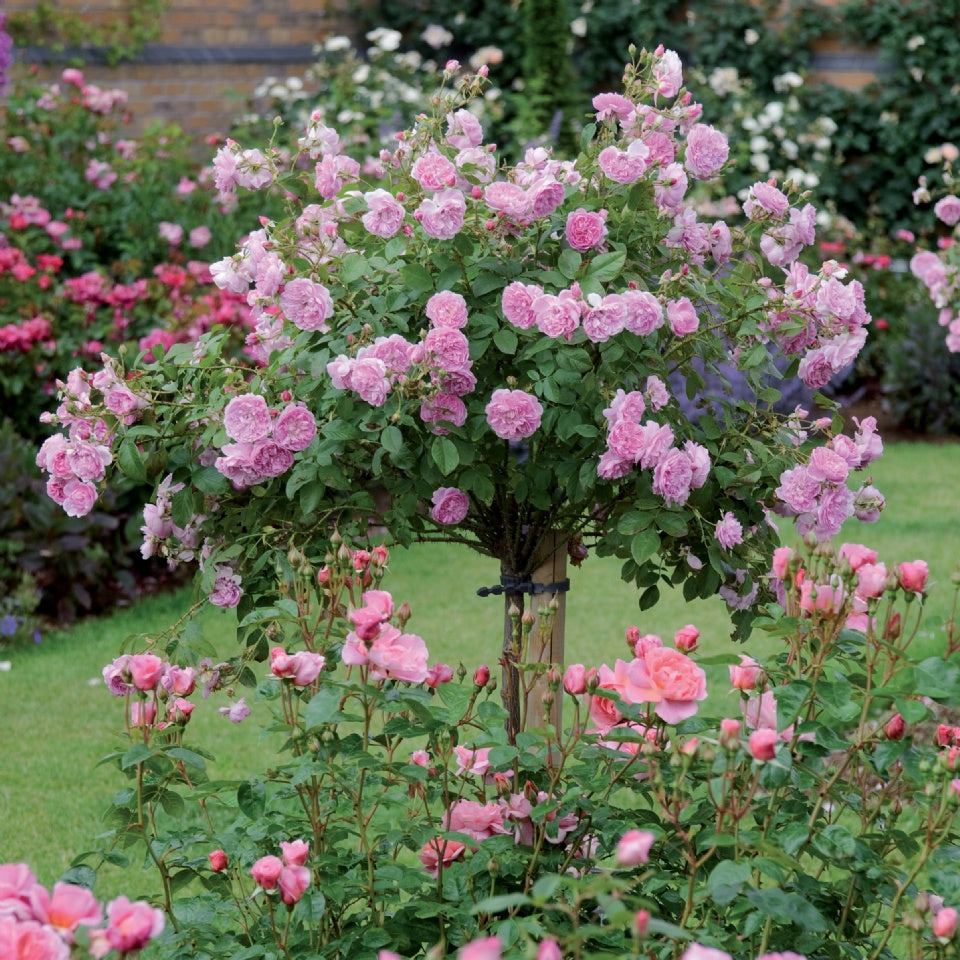 ハーロウ・カー裸苗 - Harlow Carr (Aushouse) – David Austin Roses Japan