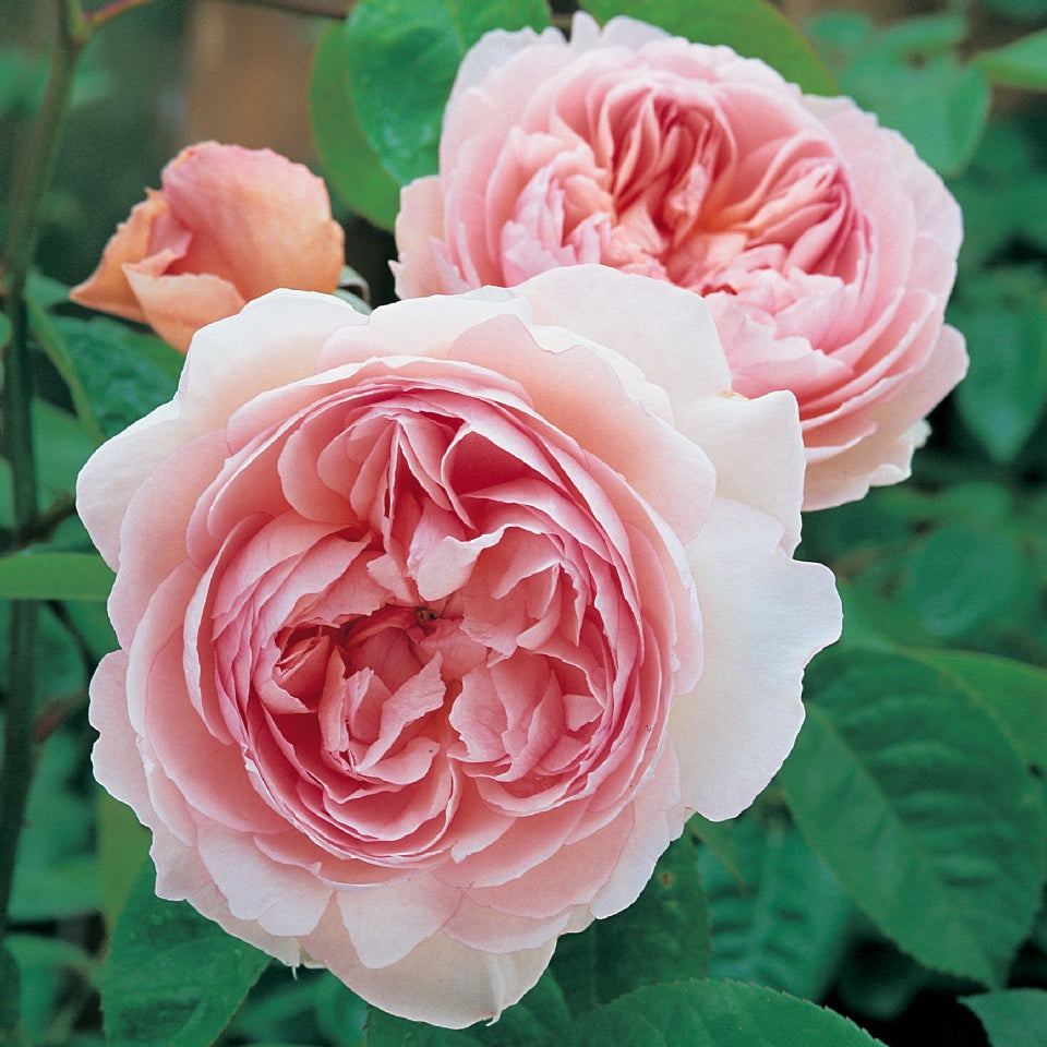 ジェントル・ハーマイオニー裸苗 - Gentle Hermione (Ausrumba) - david-austin-roses-japan