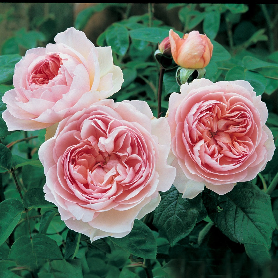 ジェントル・ハーマイオニー裸苗 - Gentle Hermione (Ausrumba) - david-austin-roses-japan