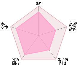 ザ・シェパーデス鉢苗 - The Shepherdess Potted (Austwist)