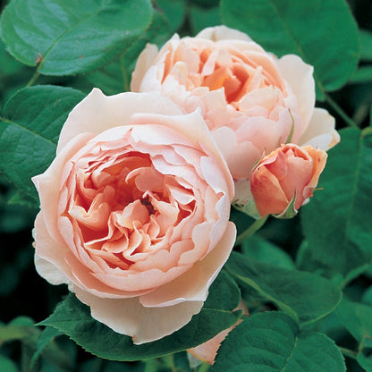 ザ・シェパーデス裸苗 - The Shepherdess (Austwist) - david-austin-roses-japan