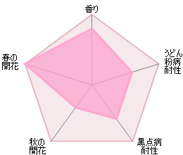 グラハム・トーマス 鉢苗 - Graham Thomas Potted (Ausmas) - david-austin-roses-japan