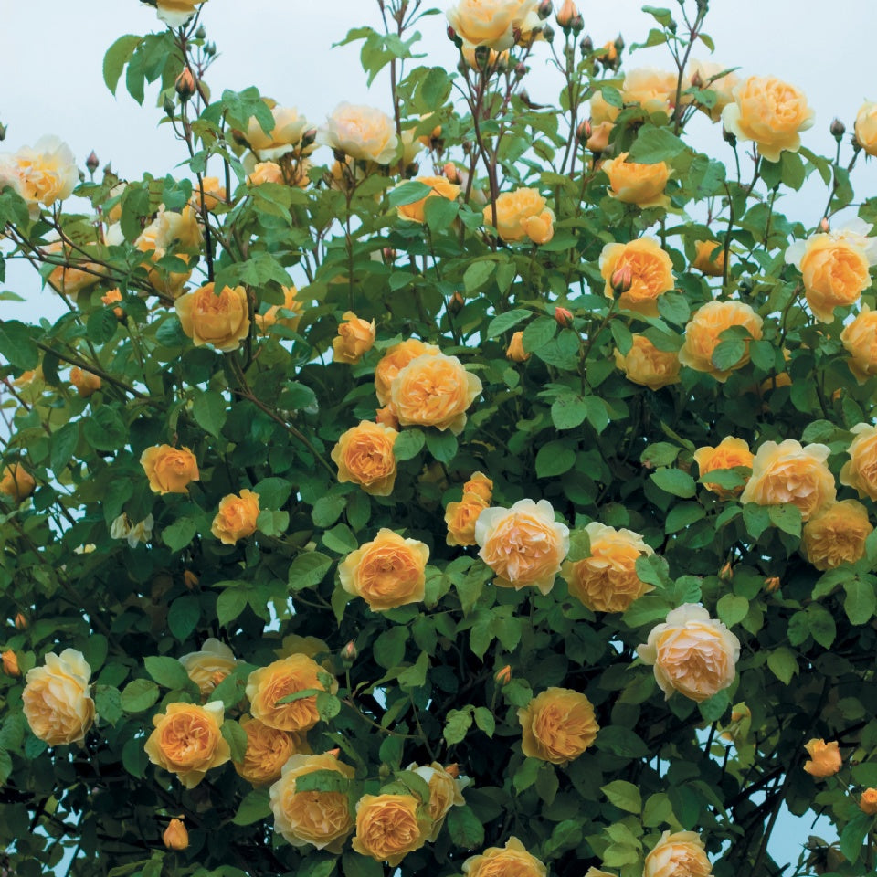 グラハム・トーマス - Graham Thomas (Ausmas) – David Austin Roses Japan