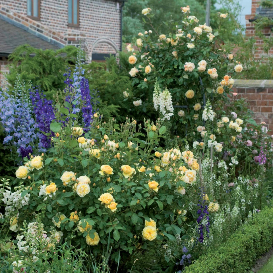 グラハム・トーマス 鉢苗 - Graham Thomas Potted (Ausmas) - david-austin-roses-japan