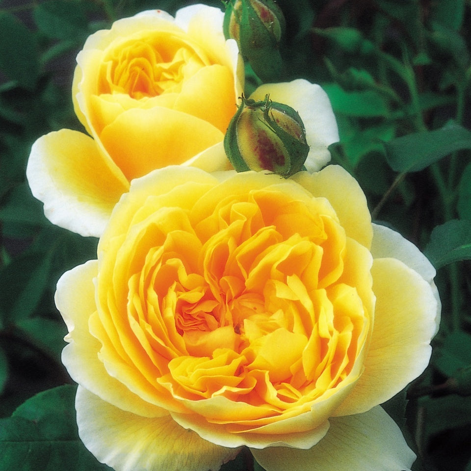 グラハム・トーマス 鉢苗 - Graham Thomas Potted (Ausmas) - david-austin-roses-japan