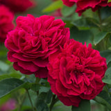 Ｌ.Ｄ.ブレスウェイト 鉢苗 - L D Braithwaite (Auscrim) - david-austin-roses-japan