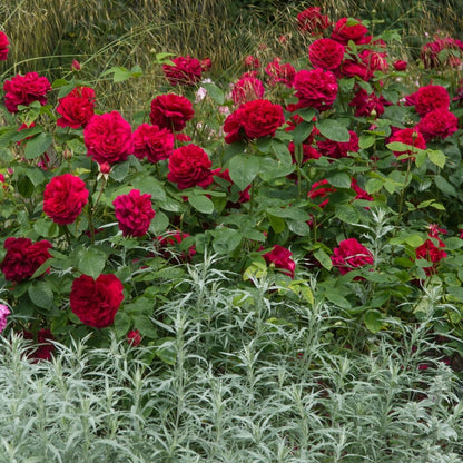 Ｌ.Ｄ.ブレスウェイト 鉢苗 - L D Braithwaite (Auscrim) - david-austin-roses-japan