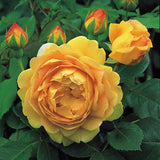 ゴールデン・セレブレーション 鉢苗 - Golden Celebration Potted (Ausgold) - david-austin-roses-japan