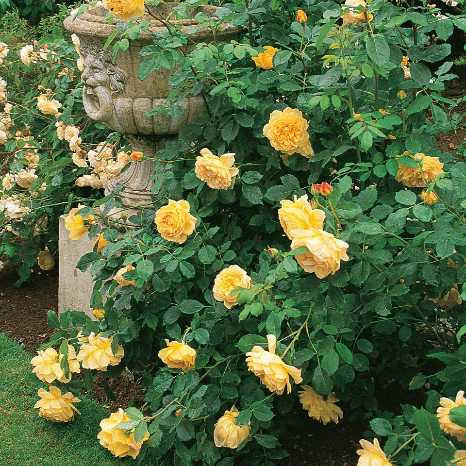 ゴールデン・セレブレーション 鉢苗 - Golden Celebration Potted