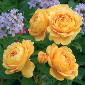 ゴールデン・セレブレーション 鉢苗 - Golden Celebration Potted (Ausgold) - david-austin-roses-japan