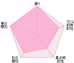 ジュード・ジ・オブスキュア裸苗 - Jude the Obscure (Ausjo) - david-austin-roses-japan