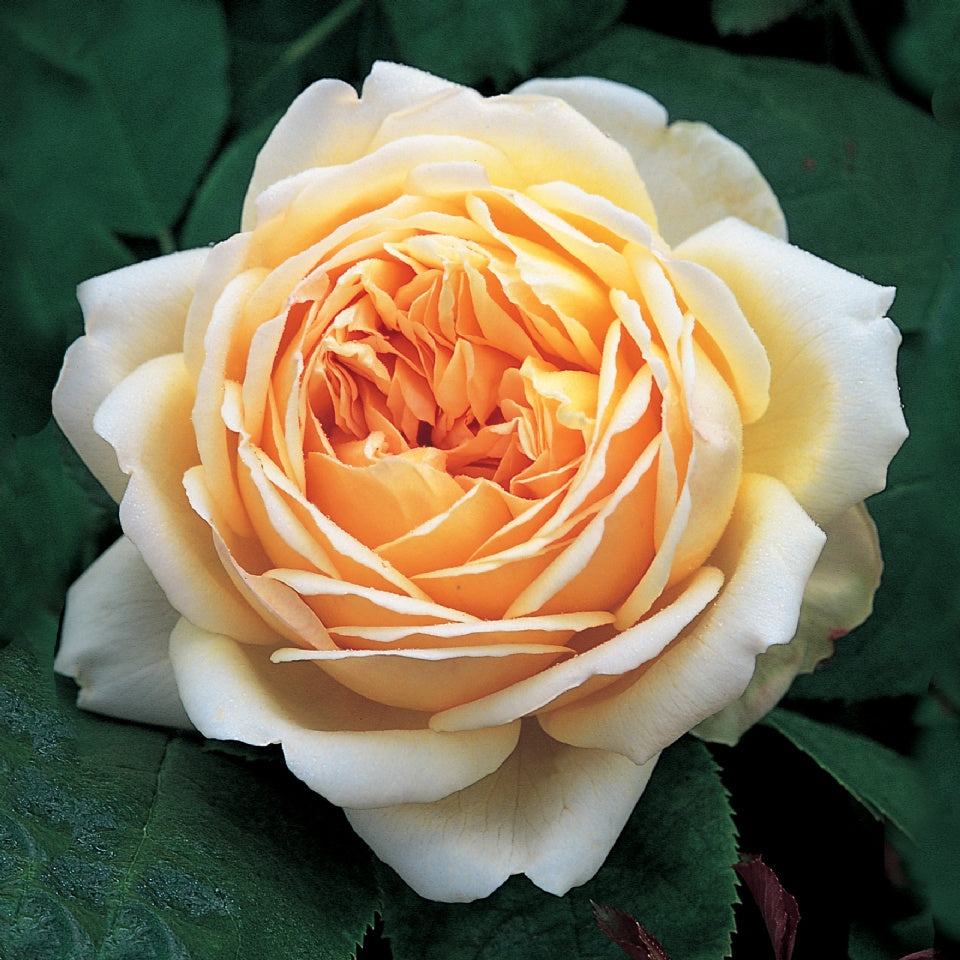 ジュード・ジ・オブスキュア裸苗 - Jude the Obscure (Ausjo) - david-austin-roses-japan