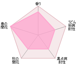 テス・オブ・ザ・ダーバービルズ　鉢苗 - Tess of The d'Urbervilles Potted (Ausmove) - david-austin-roses-japan