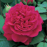 テス・オブ・ザ・ダーバービルズ　鉢苗 - Tess of The d'Urbervilles Potted (Ausmove) - david-austin-roses-japan