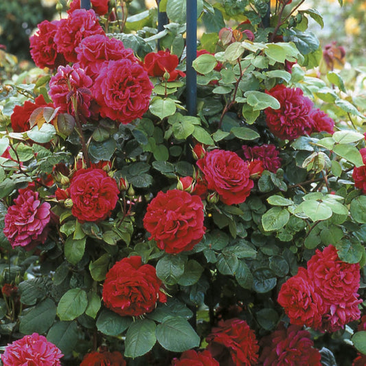 テス・オブ・ザ・ダーバービルズ　鉢苗 - Tess of The d'Urbervilles Potted (Ausmove) - david-austin-roses-japan