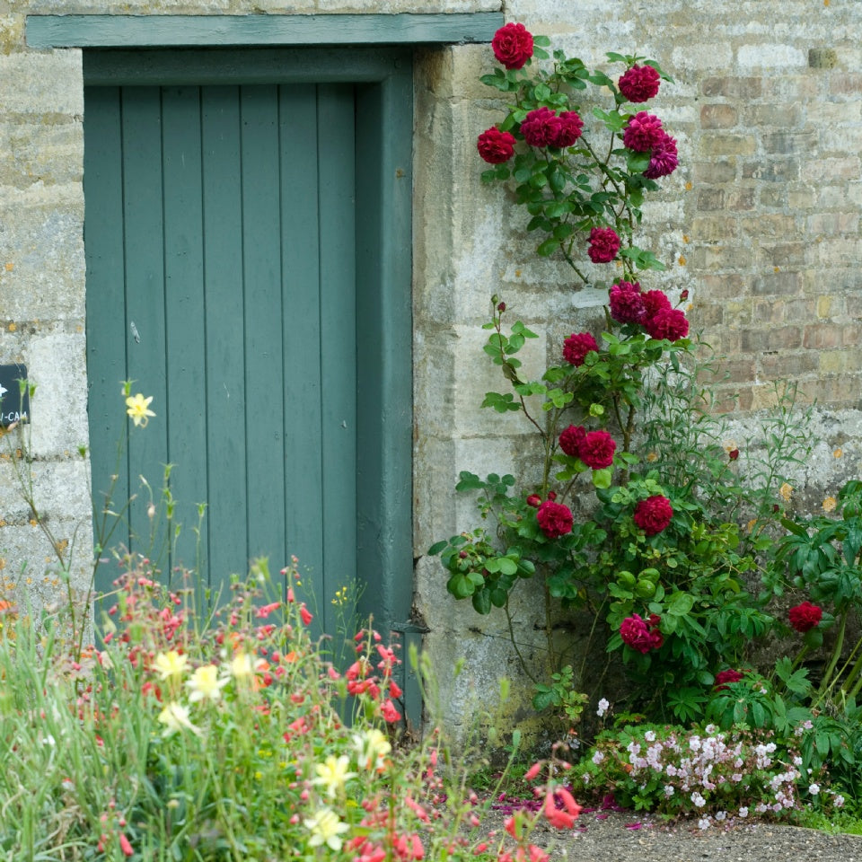 テス・オブ・ザ・ダーバービルズ　鉢苗 - Tess of The d'Urbervilles Potted (Ausmove) - david-austin-roses-japan