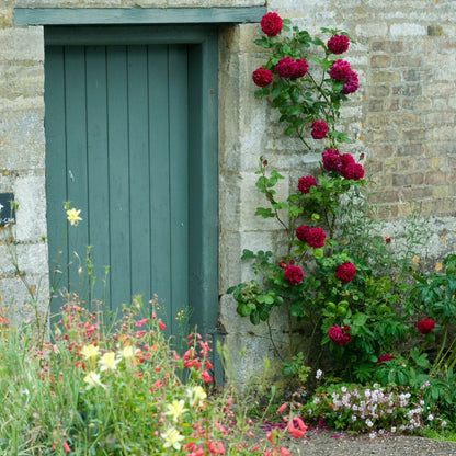 テス・オブ・ザ・ダーバービルズ　鉢苗 - Tess of The d'Urbervilles Potted (Ausmove) - david-austin-roses-japan