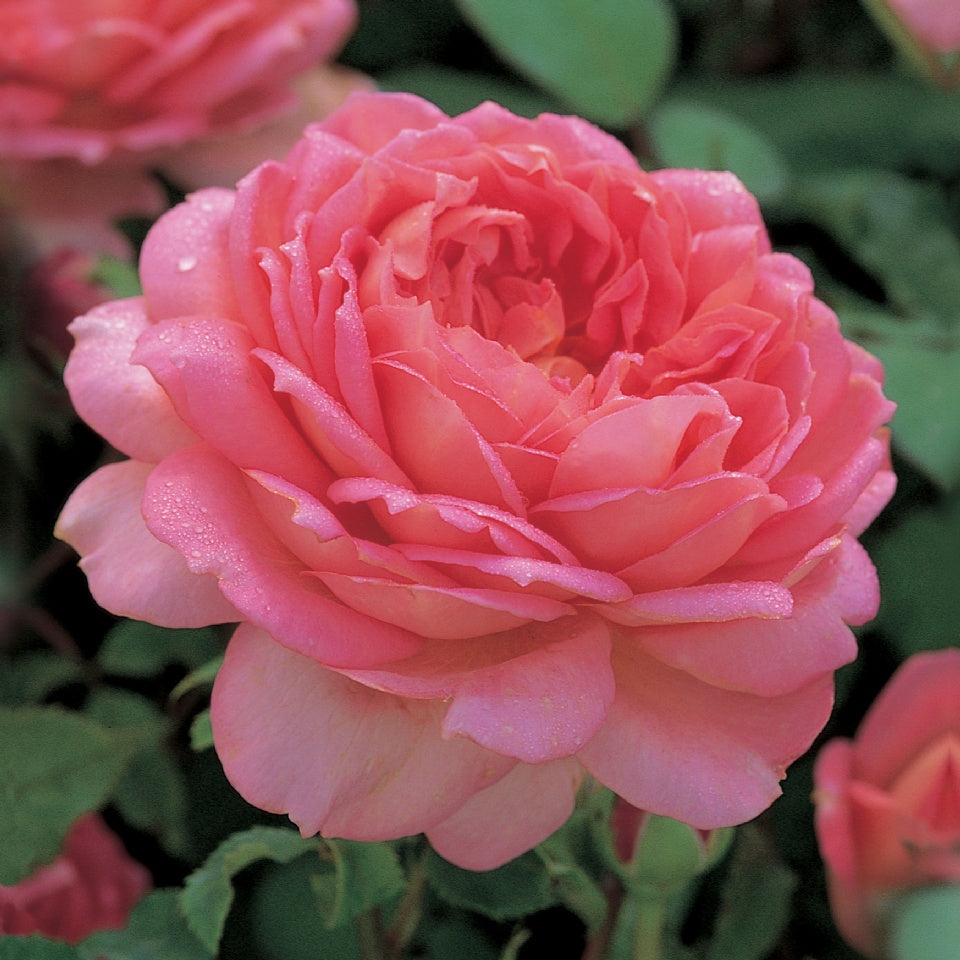 ジュビリー・セレブレーション 鉢苗 - Jubilee Celebration (Aushunter) - david-austin-roses-japan