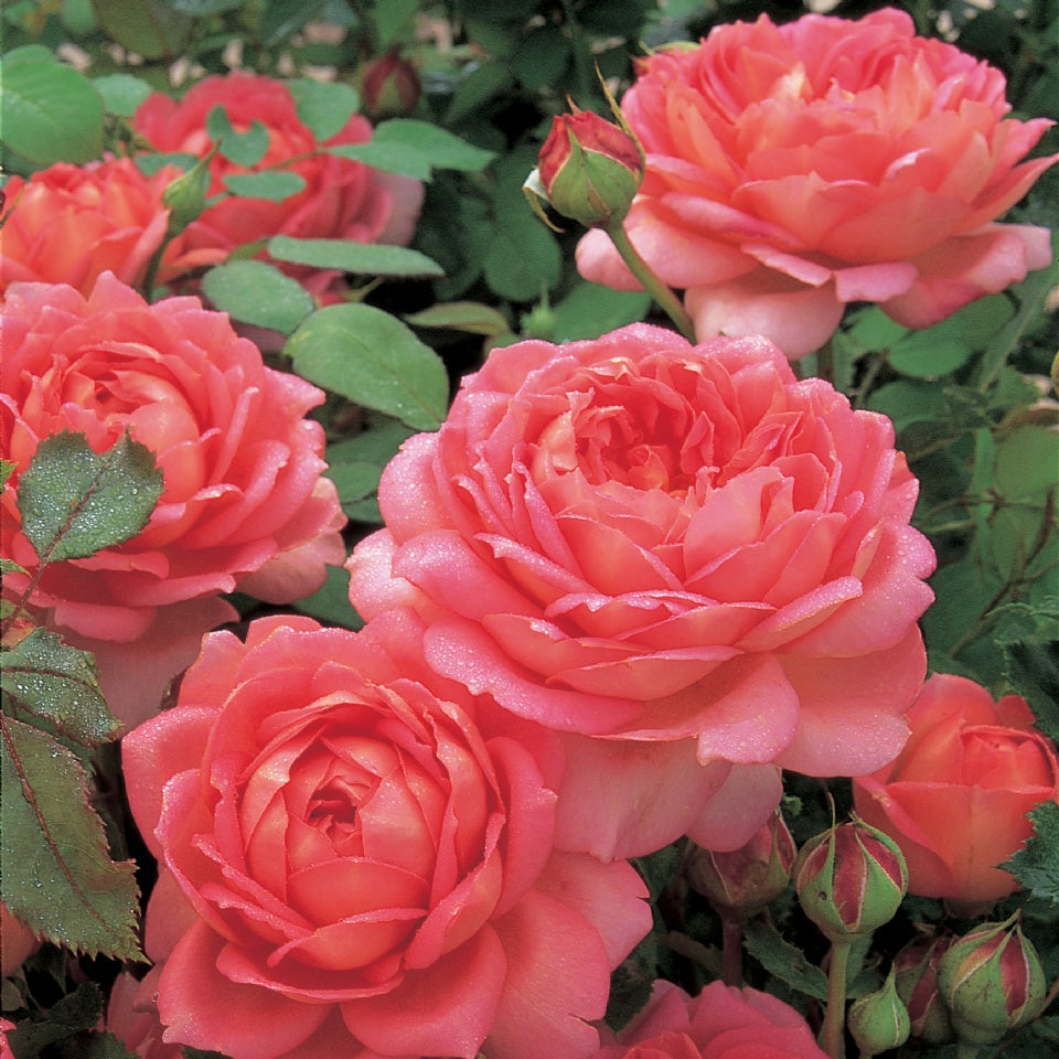 香りの種類: フルーツ – David Austin Roses Japan