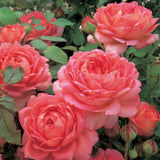 ジュビリー・セレブレーション 鉢苗 - Jubilee Celebration (Aushunter) - david-austin-roses-japan