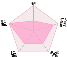 アン・ブリン 鉢苗 - Anne Boleyn Potted (Ausecret)