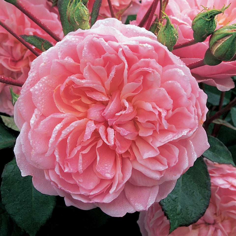 アン・ブリン 鉢苗 - Anne Boleyn Potted (Ausecret)