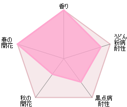 ガートルード・ジェキル 鉢苗 - Gertrude Jekyll Potted (Ausbord) - david-austin-roses-japan