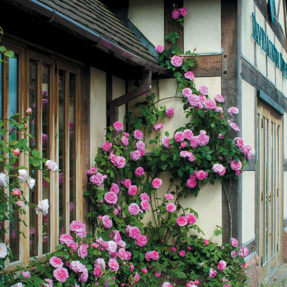 ガートルード・ジェキル 鉢苗 - Gertrude Jekyll Potted (Ausbord) - david-austin-roses-japan