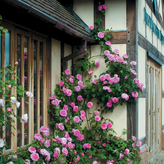 ガートルード・ジェキル 鉢苗 - Gertrude Jekyll Potted (Ausbord) - david-austin-roses-japan