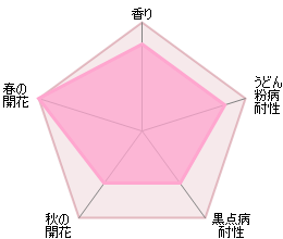 モリニュー 鉢苗 - Molineux (Ausmol) - david-austin-roses-japan