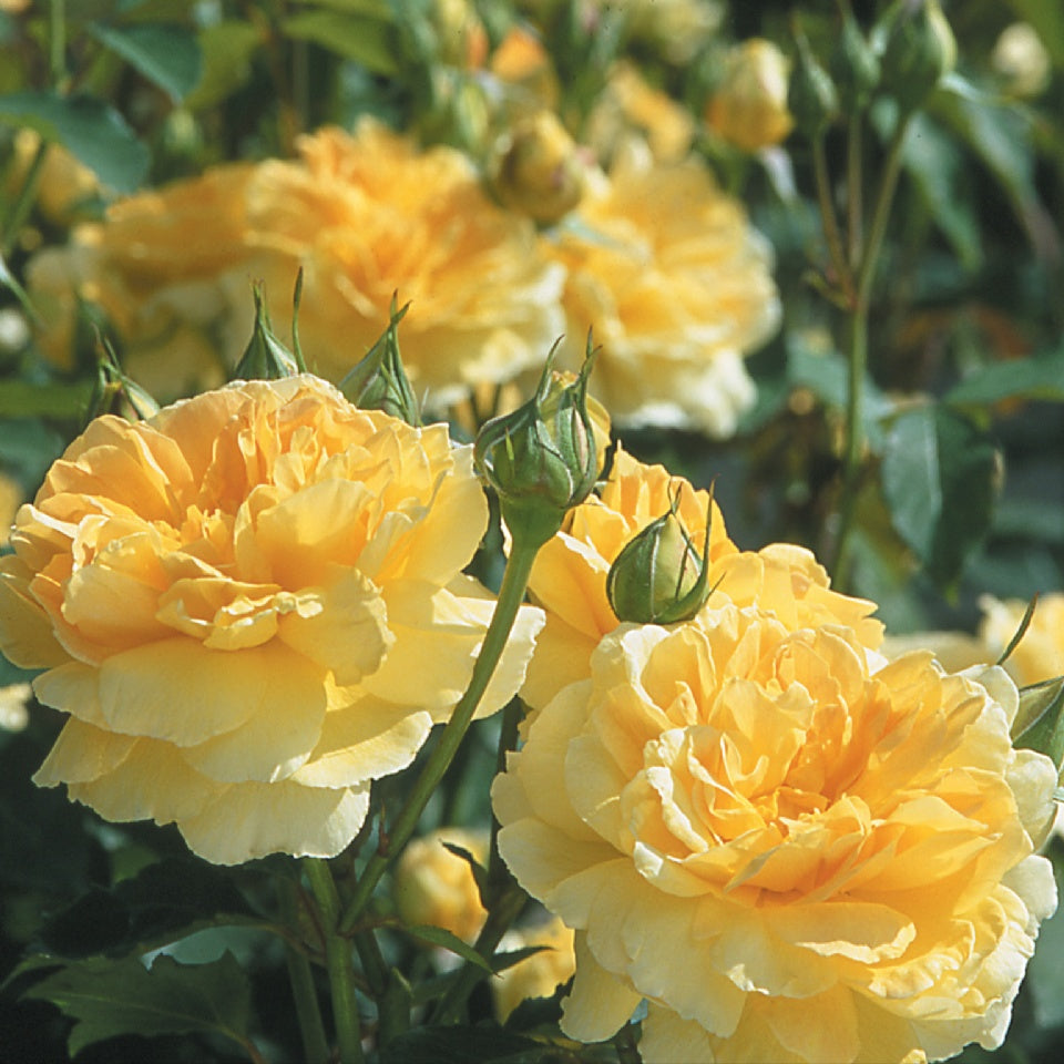 モリニュー - Molineux® (Ausmol) – David Austin Roses Japan