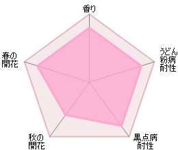 ザ・メイフラワー 鉢苗 - The Mayflower (Austilly) - david-austin-roses-japan