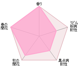 セプタード・アイル　鉢苗 - Scepter'd Isle Potted (Ausland) - david-austin-roses-japan