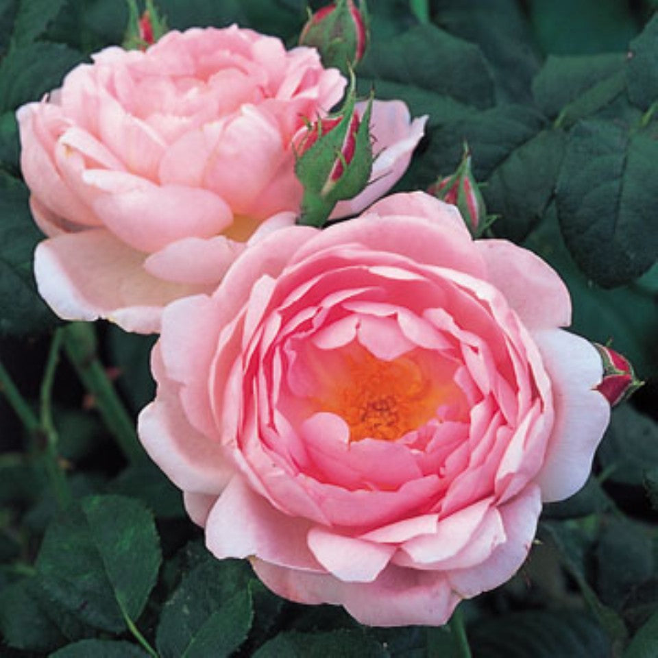 セプタード・アイル　鉢苗 - Scepter'd Isle Potted (Ausland) - david-austin-roses-japan