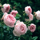 セプタード・アイル　鉢苗 - Scepter'd Isle Potted (Ausland) - david-austin-roses-japan