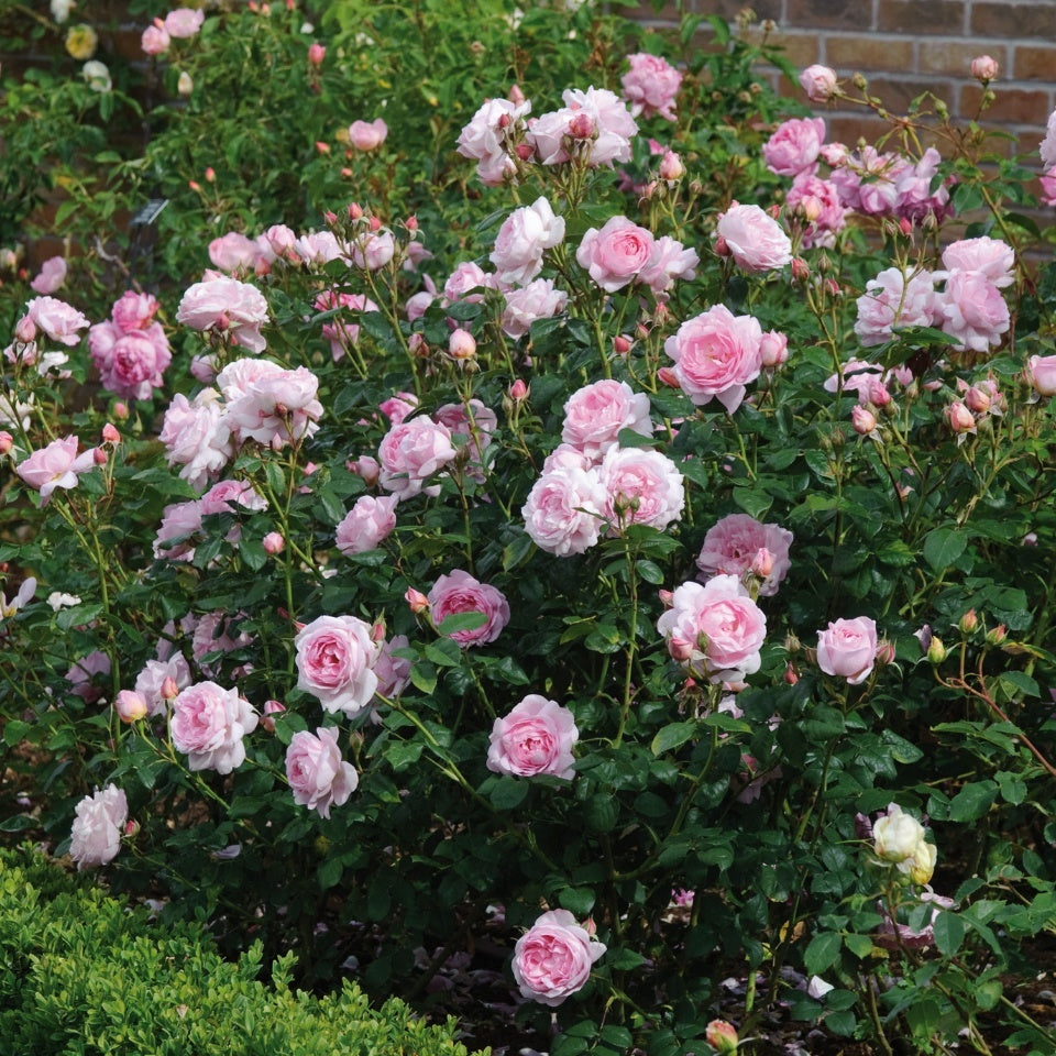 セプタード・アイル　鉢苗 - Scepter'd Isle Potted (Ausland) - david-austin-roses-japan